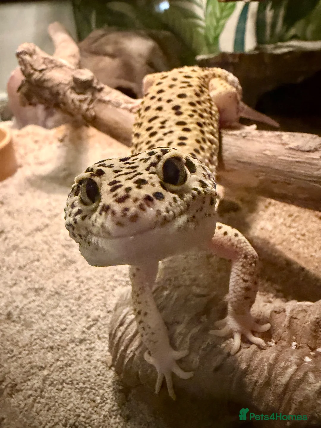 Gecko reptiles for sale: Leopard gecko in Brighton - Advert 1