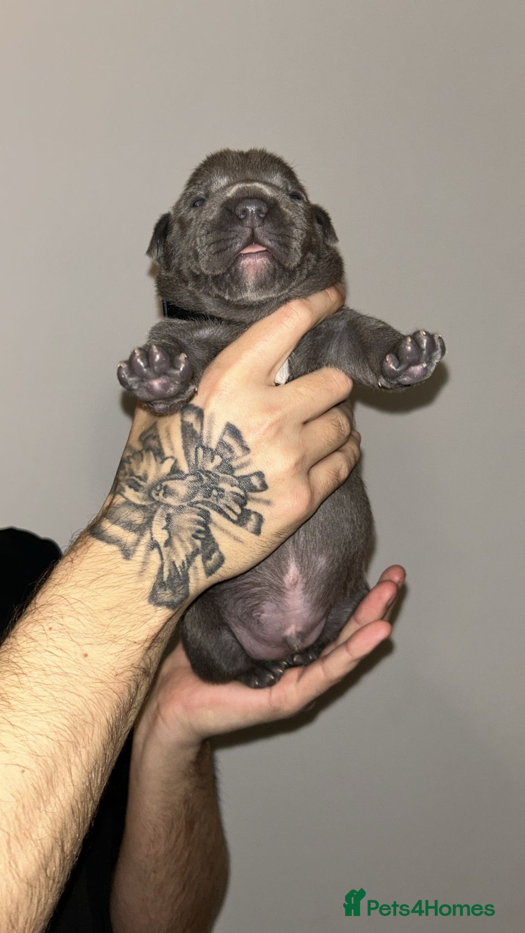 Staffordshire Bull Terrier dogs for sale: Blue staffie puppies   - Advert 18