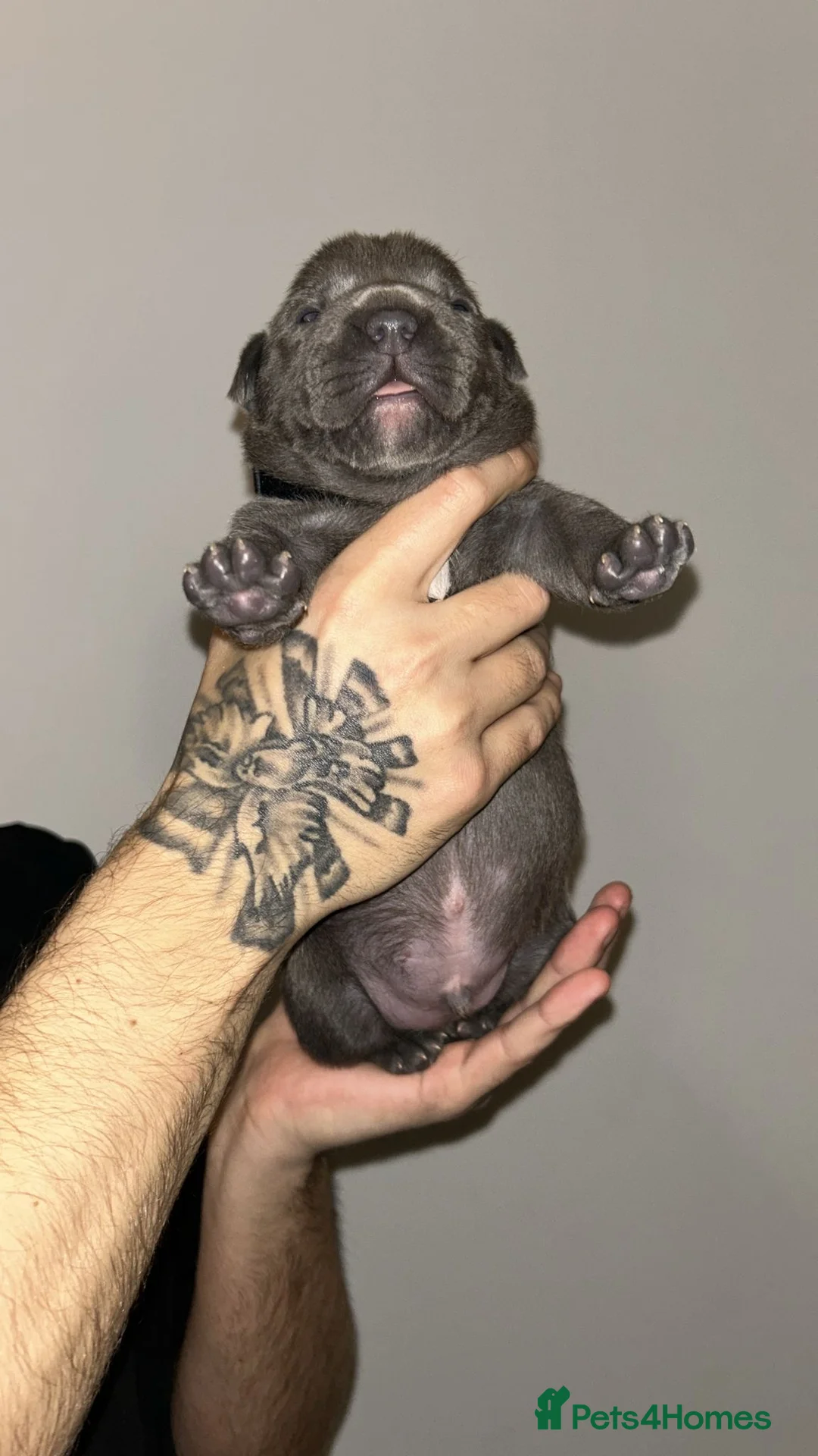 Staffordshire Bull Terrier dogs for sale: Blue staffie puppies   - Advert 23