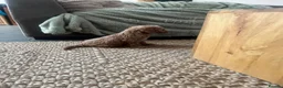Cockapoo dogs for sale: Beautiful playful F1b cockapoos  - Advert 12