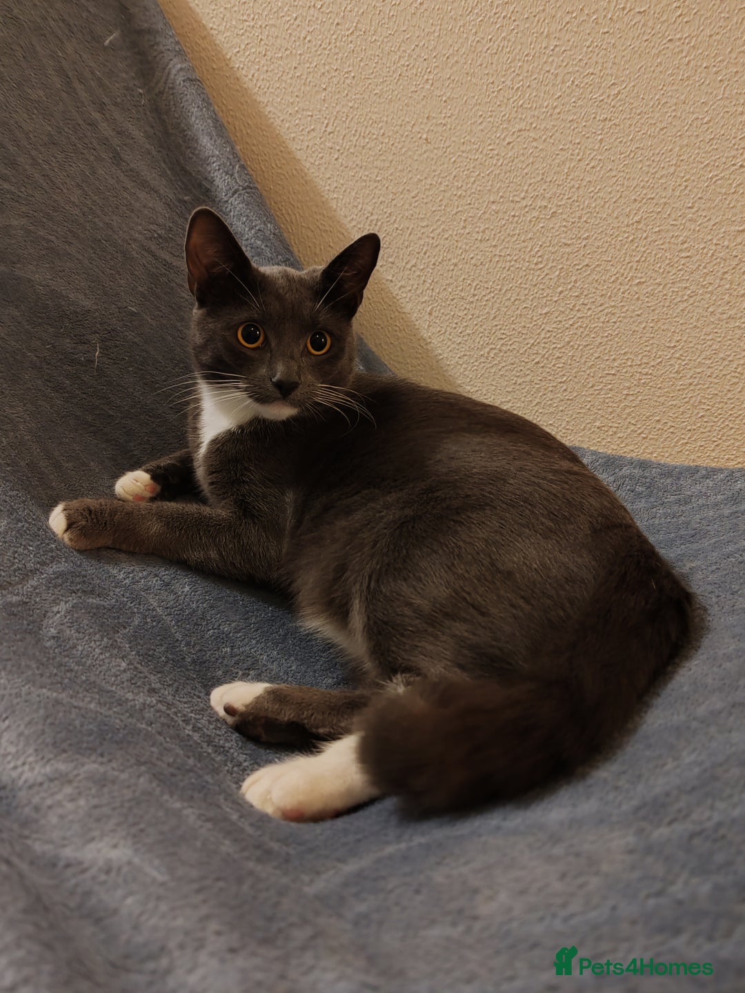 Mixed Breed cats for sale: Grey tuxedo 1 year old female kitten for sale - Advert 8