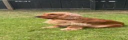 Cocker Spaniel dogs for sale: Stunning KC REG show cocker spaniel puppy’s  - Advert 4