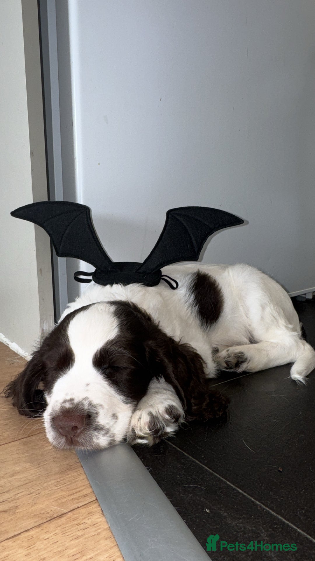 English Springer Spaniel dogs for sale: last baby looking for his forever home🥺😍 - Advert 5