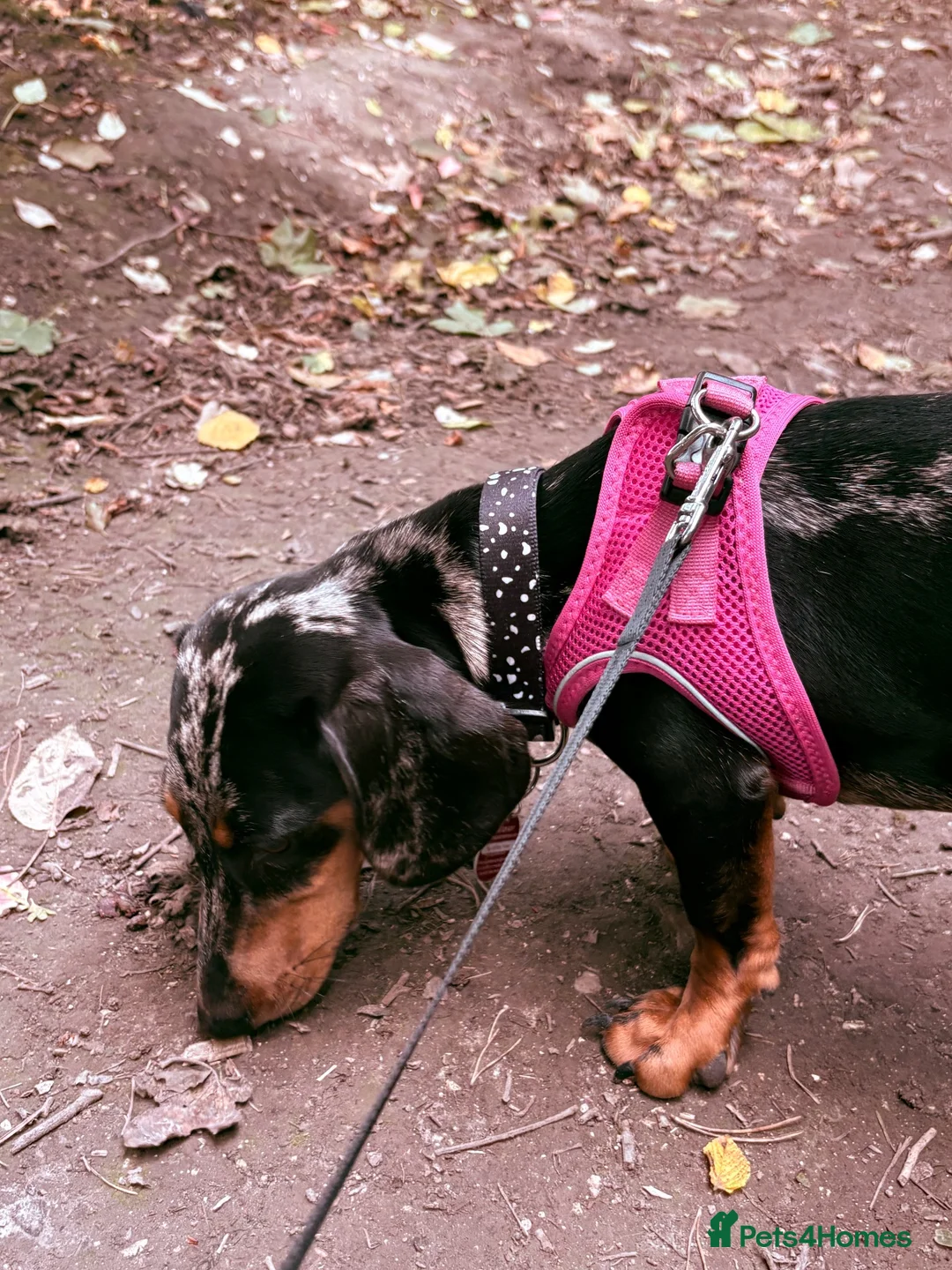 Miniature Dachshund dogs for sale: Miniature Dachshund female merle in Hull - Advert 6