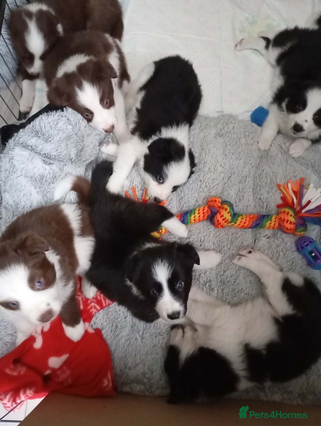 Border Collie dogs for sale: Stunning border collie babies - Advert 7