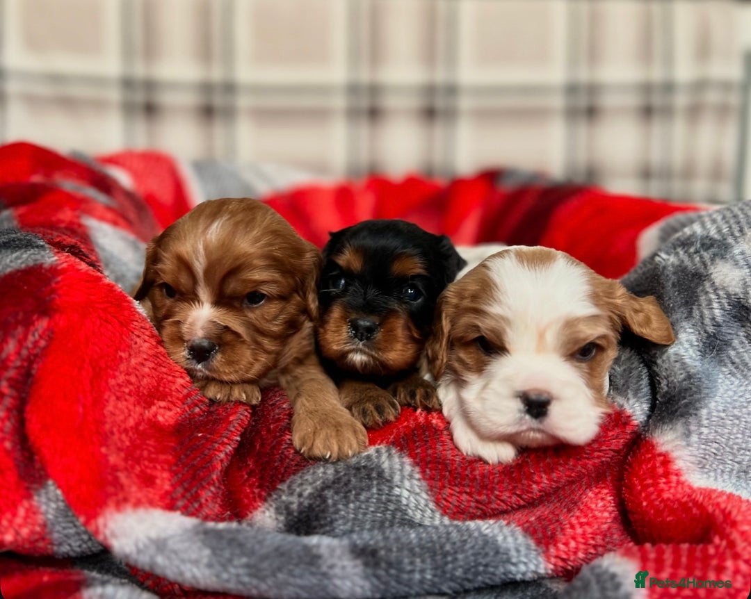 Cavalier King Charles Spaniel dogs for sale: STUNNING CAVALIER KING CHARLES PUPPIES  - Advert 5