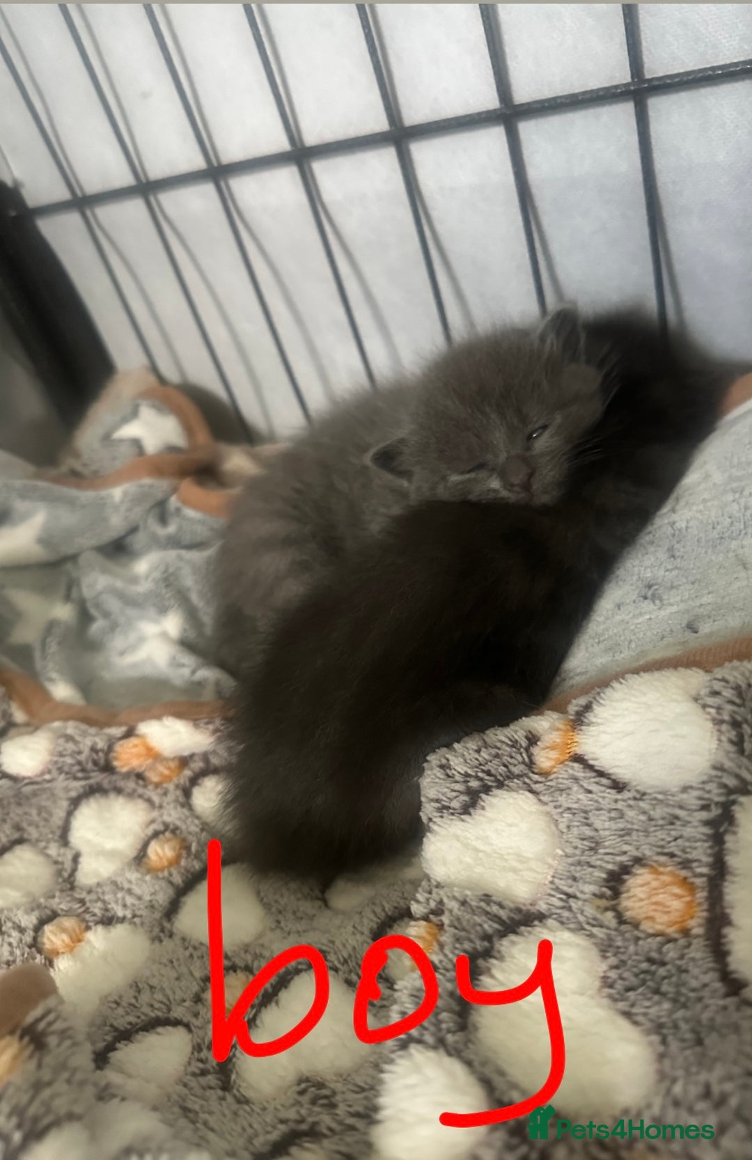 Maine Coon cats for sale: Kittens  - Image 32
