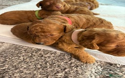 Cavapoo dogs for sale: F1b Cavapoo  - Image 3