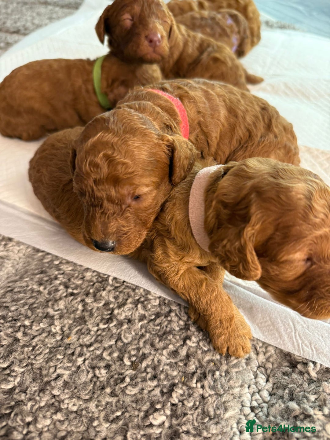 Cavapoo dogs for sale: F1b Cavapoo  - Image 3