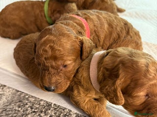Cavapoo dogs - Advert 16