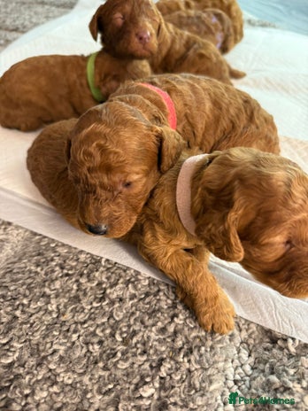 Cavapoo dogs - Advert 3