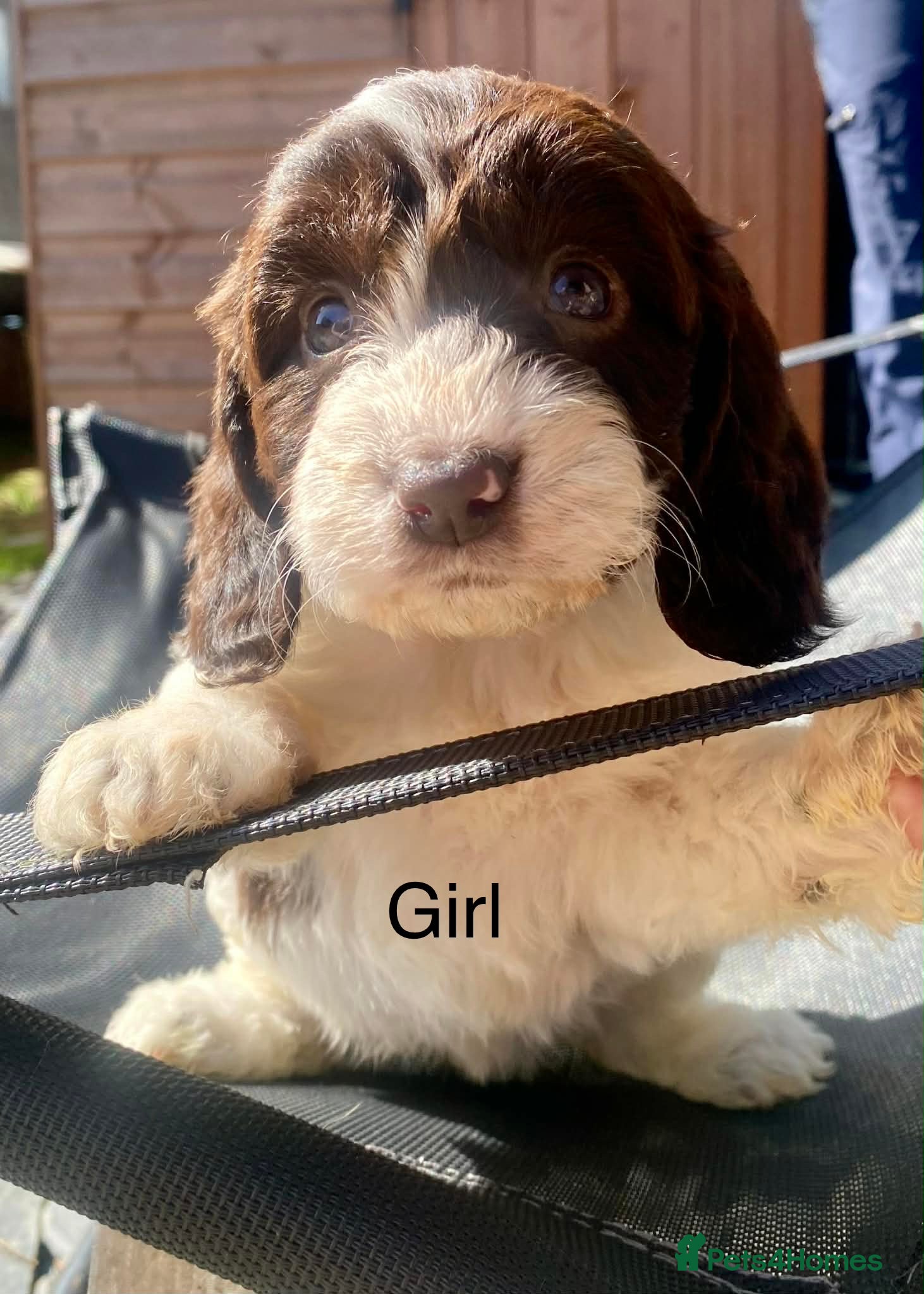 Sproodle dogs 🐶💕Adorable Sprockerpoo Puppies🐶💕 - Advert 2