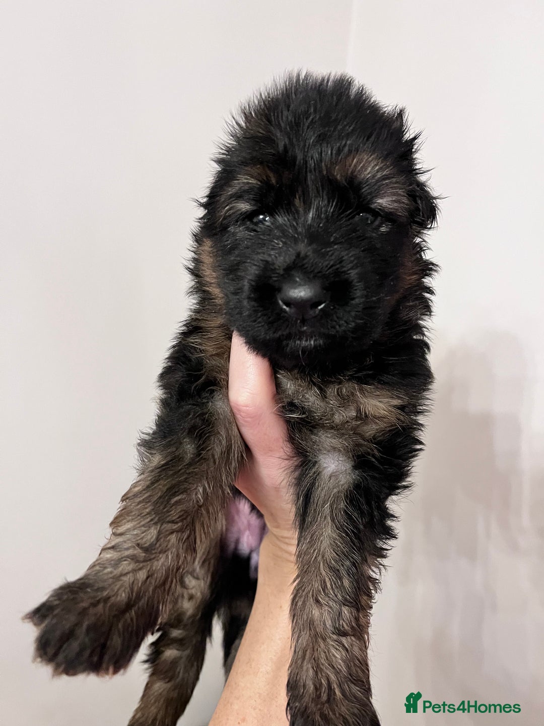 German Shepherd dogs for sale: Beautiful KC reg German Shepherd puppies for sale  - Advert 8