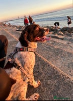 Sprocker dogs - Advert 6