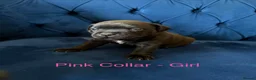 Staffordshire Bull Terrier dogs for sale: KC Staffordshire Bull Terrier Puppies - Advert 26