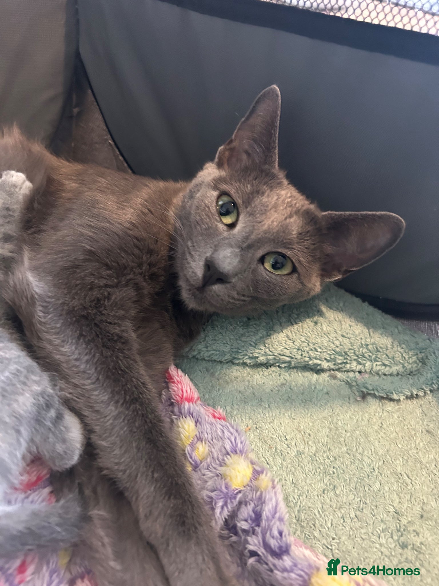 Mixed Breed cats for sale: Gorgeous female grey tabby! - Advert 1