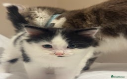 Mixed Breed cats for sale: Adorable male kitten left  - Image 2