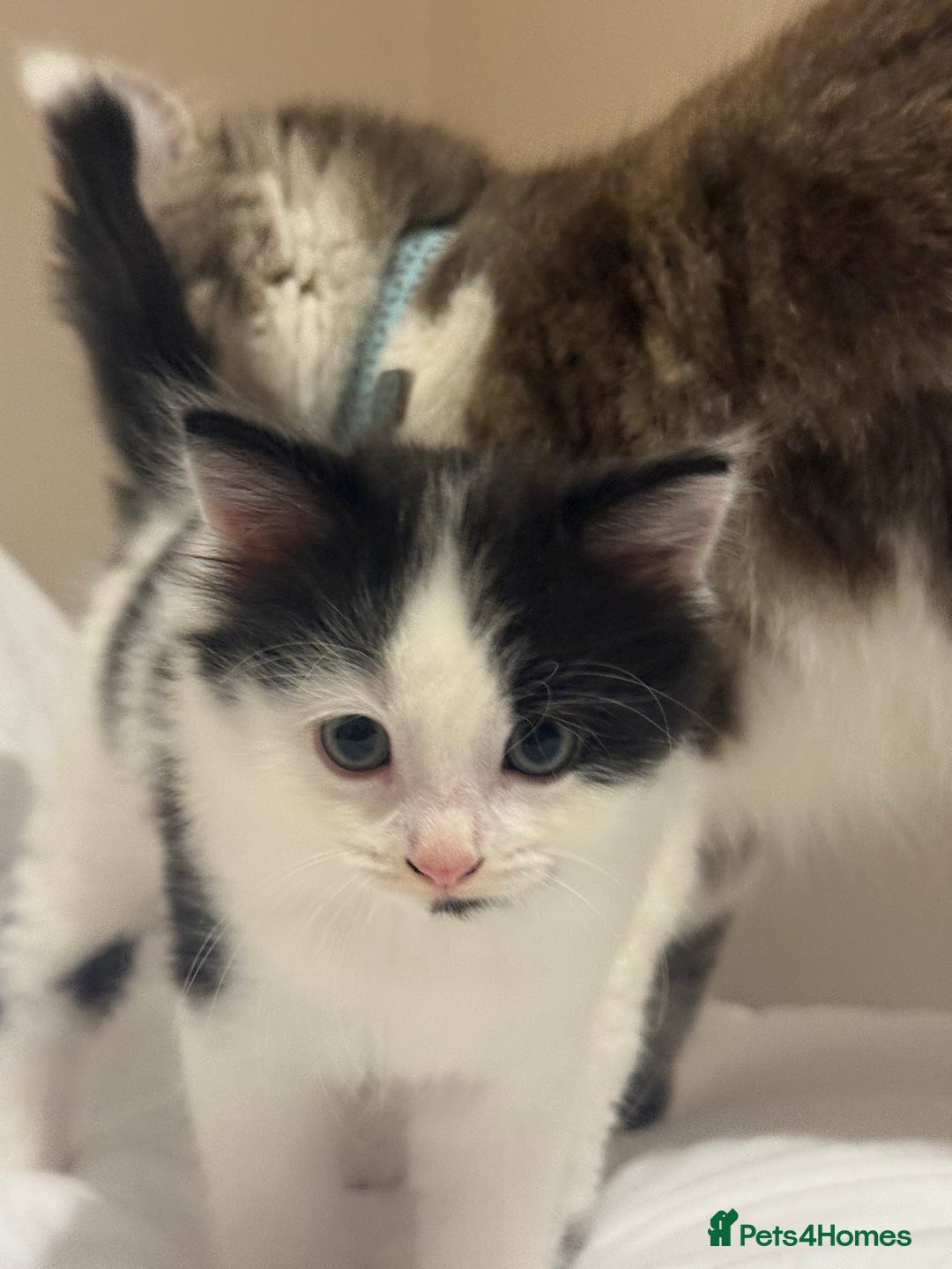 Mixed Breed cats for sale: Adorable male kitten left  - Image 2