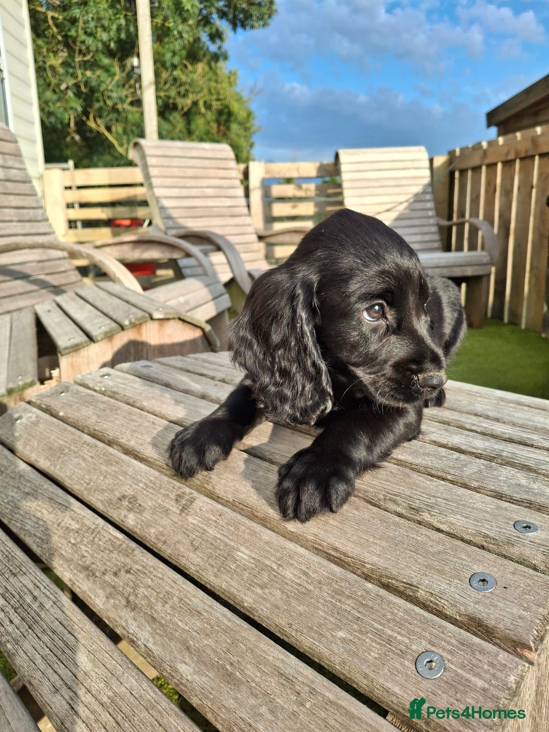 Cocker Spaniel dogs for sale: Cocker Spaniel puppies  - Image 5
