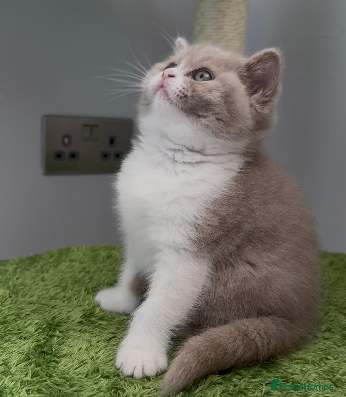 British Shorthair cats Stunning GCCF Registered British shorthair kittens - Advert 13