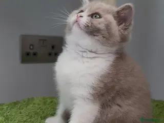British Shorthair cats Stunning GCCF Registered British shorthair kittens - Advert 2