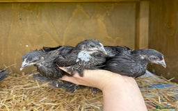 Chickens poultry for sale: Sablepoot Booted Bantam Pullets & Cockerels - Image 4