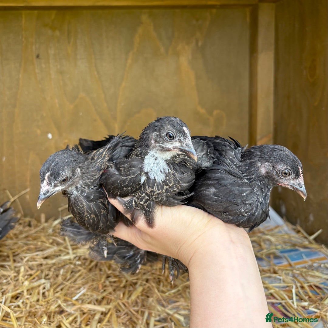 Chickens poultry for sale: Sablepoot Booted Bantam Pullets & Cockerels - Image 4