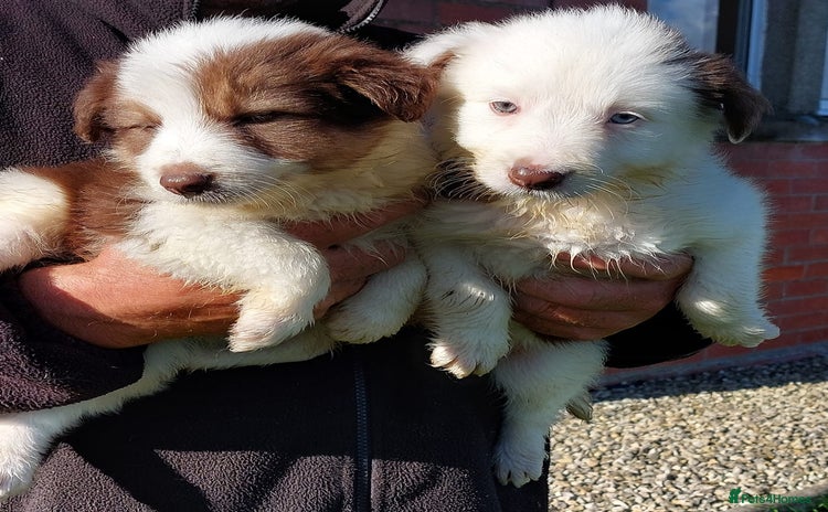 Bearded Collie dogs - Advert 4