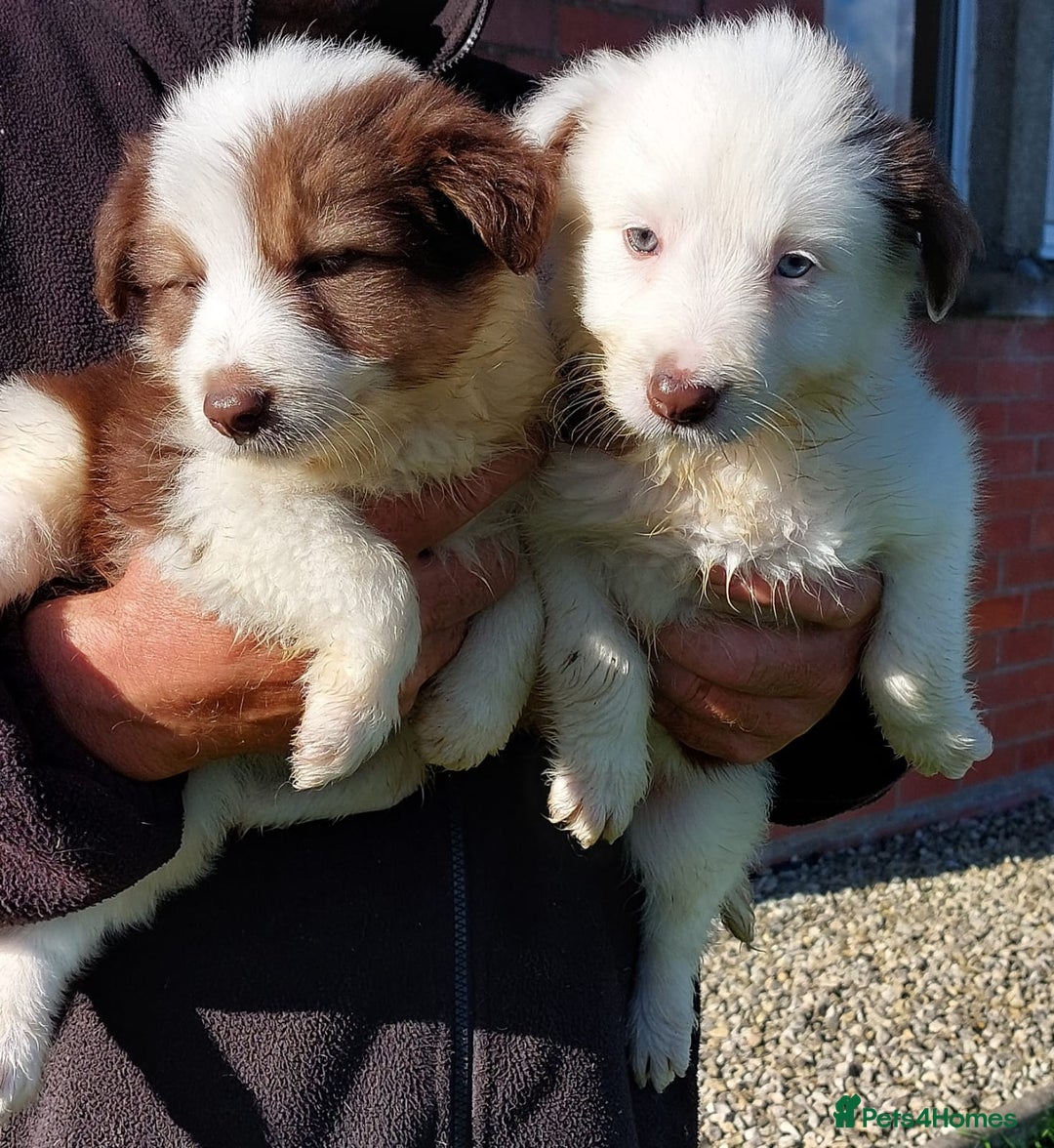 Bearded Collie dogs for sale: Red beardie collie pups  - Image 1