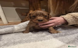 Cockapoo dogs for sale: Beautiful f2 Cockapoo puppies  - Advert 7