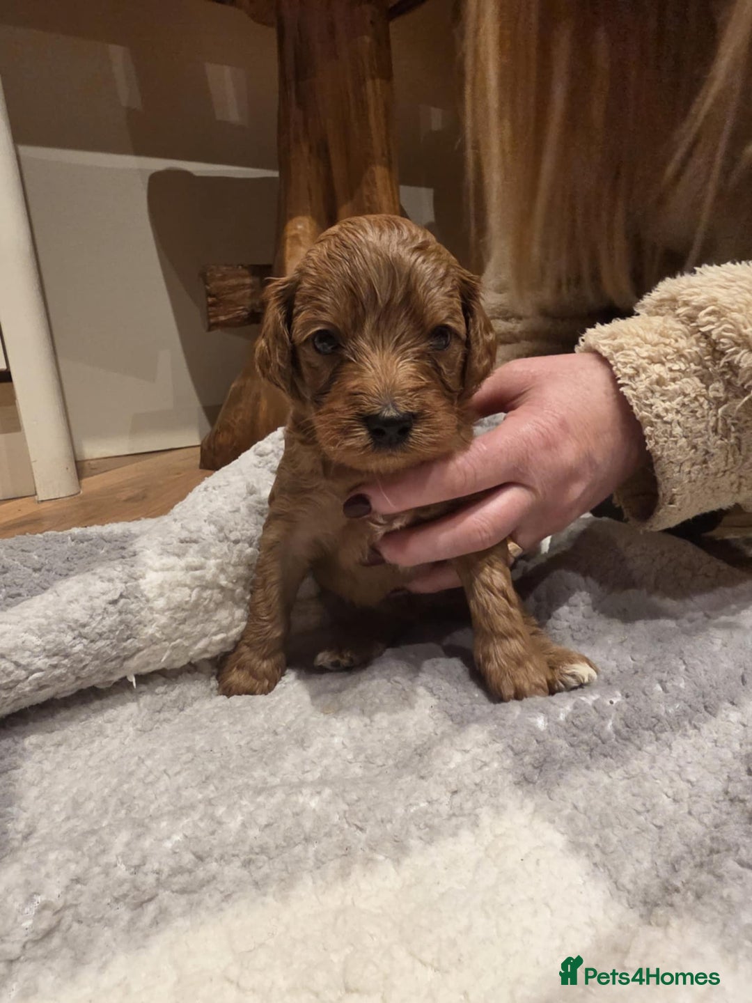 Cockapoo dogs for sale: Beautiful f2 Cockapoo puppies  - Advert 7