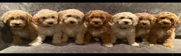 Cavapoo dogs for stud: ❤️Fully health tested red toy poodle❤️ - Advert 8