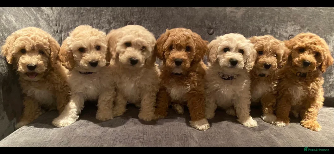Cavapoo dogs for stud: ❤️Fully health tested red toy poodle❤️ - Advert 8