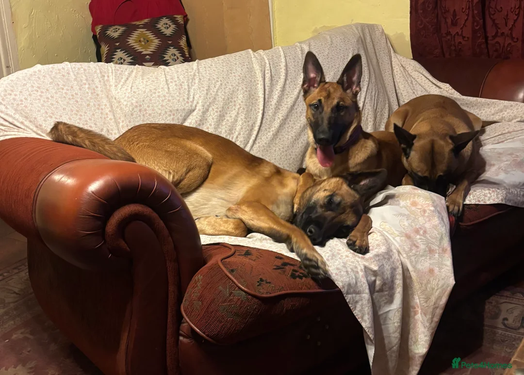 Mixed Breed dogs for sale: Malinois x GSD girl - Advert 6