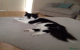 British Longhair cats for sale: Meet Tinca - Image 1