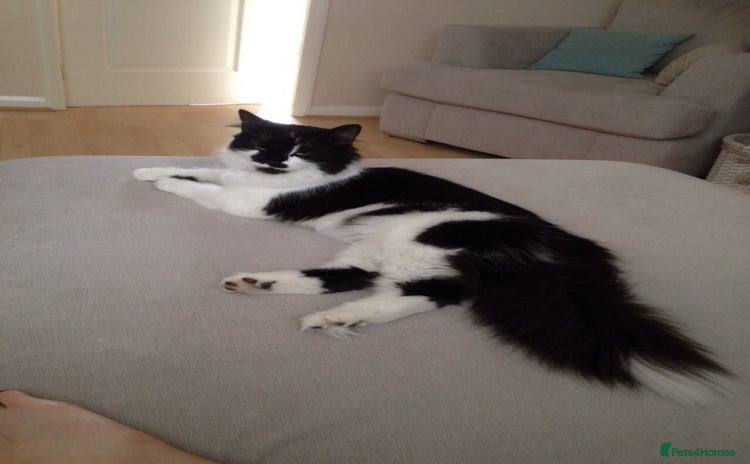 British Longhair cats - Advert 2
