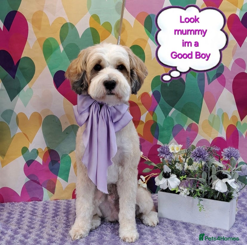 Tibetan Terrier dogs Excellent KC Reg Proven Tibetan Terrier for Stud in Oldham - Advert 12