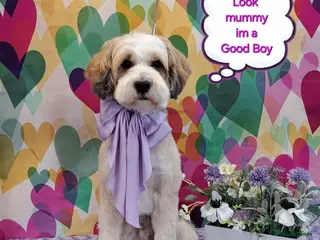 Tibetan Terrier dogs Excellent KC Reg Proven Tibetan Terrier for Stud in Oldham - Advert 12