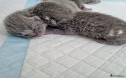 British Shorthair cats for sale: Beautiful British Short hair Blue kittens for sale - Image 2