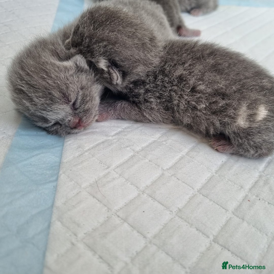British Shorthair cats for sale: Beautiful British Short hair Blue kittens for sale - Image 2