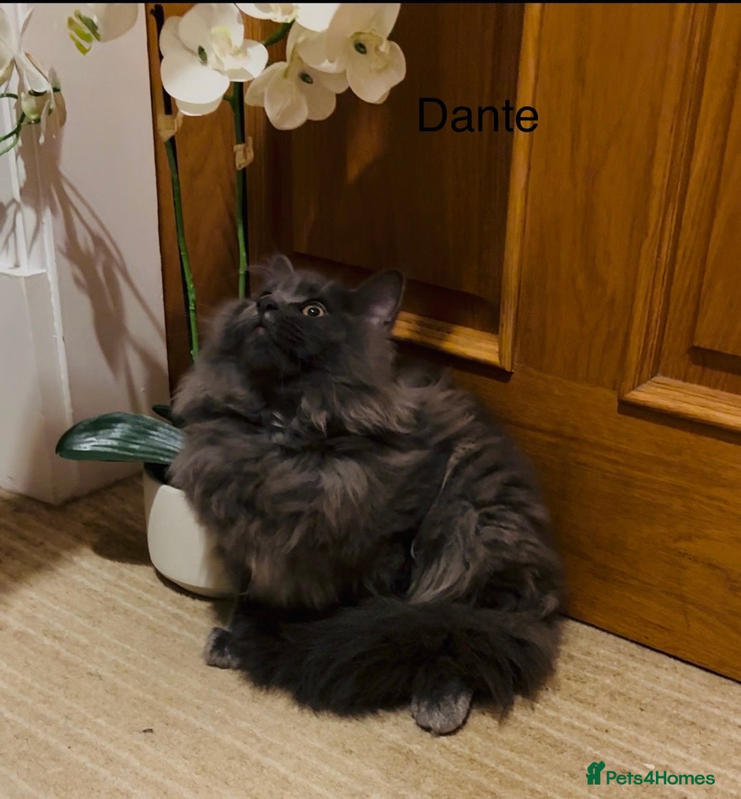 Maine Coon cats for sale: Maine Coon kittens outstanding quality - Advert 4