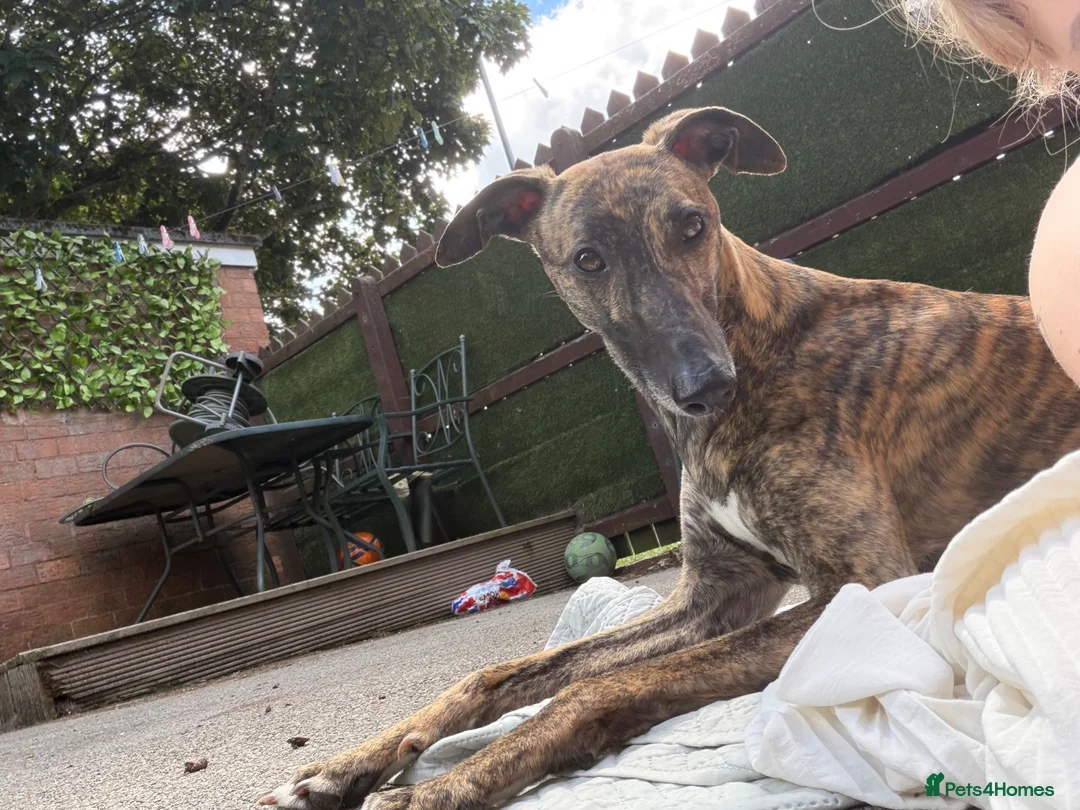 Whippet dogs for stud: Whippet For Stud in Darlington - Advert 2