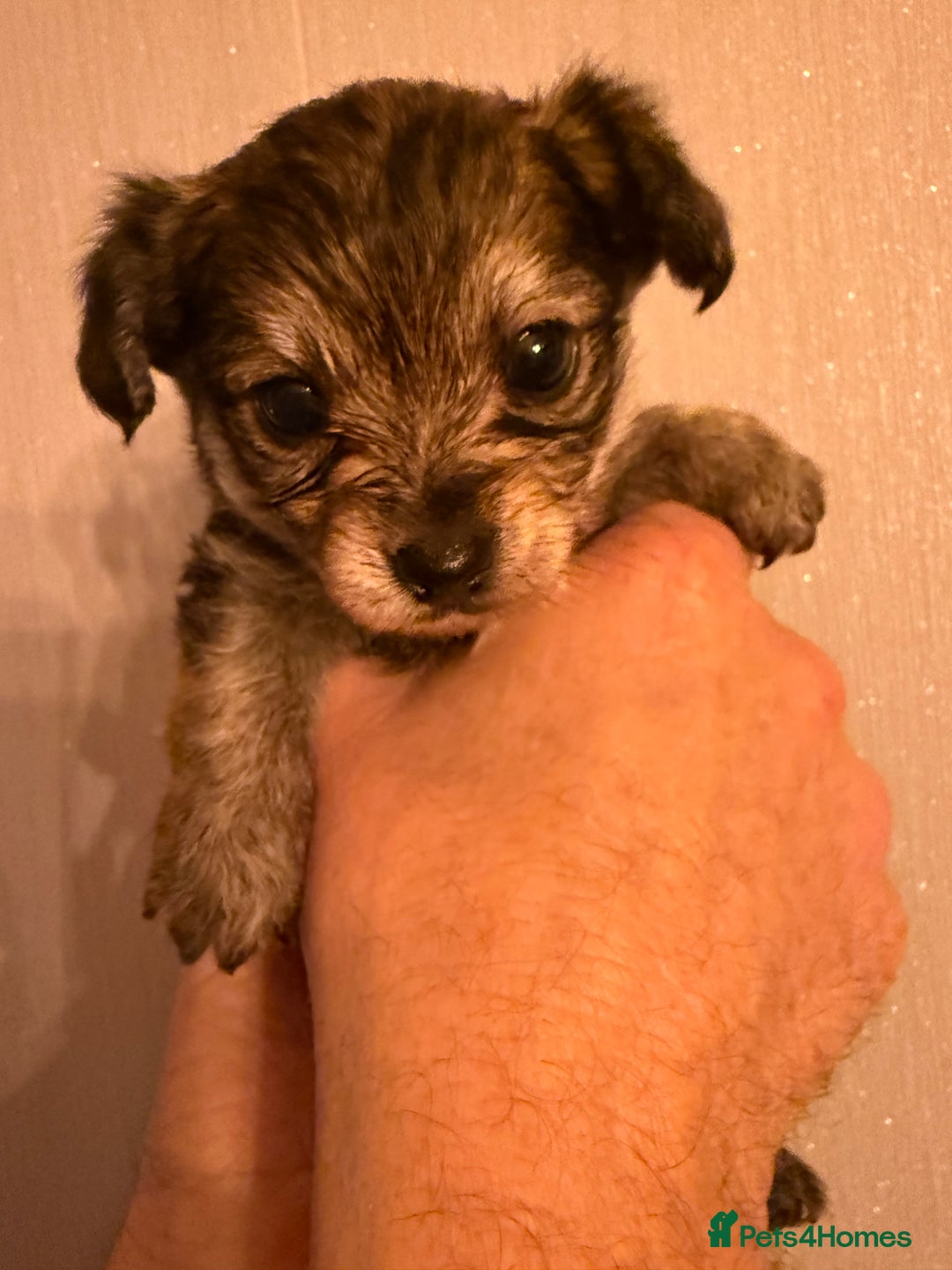 Yorkiepoo dogs for sale: Yorkipoos READY  **  EVE - Advert 4