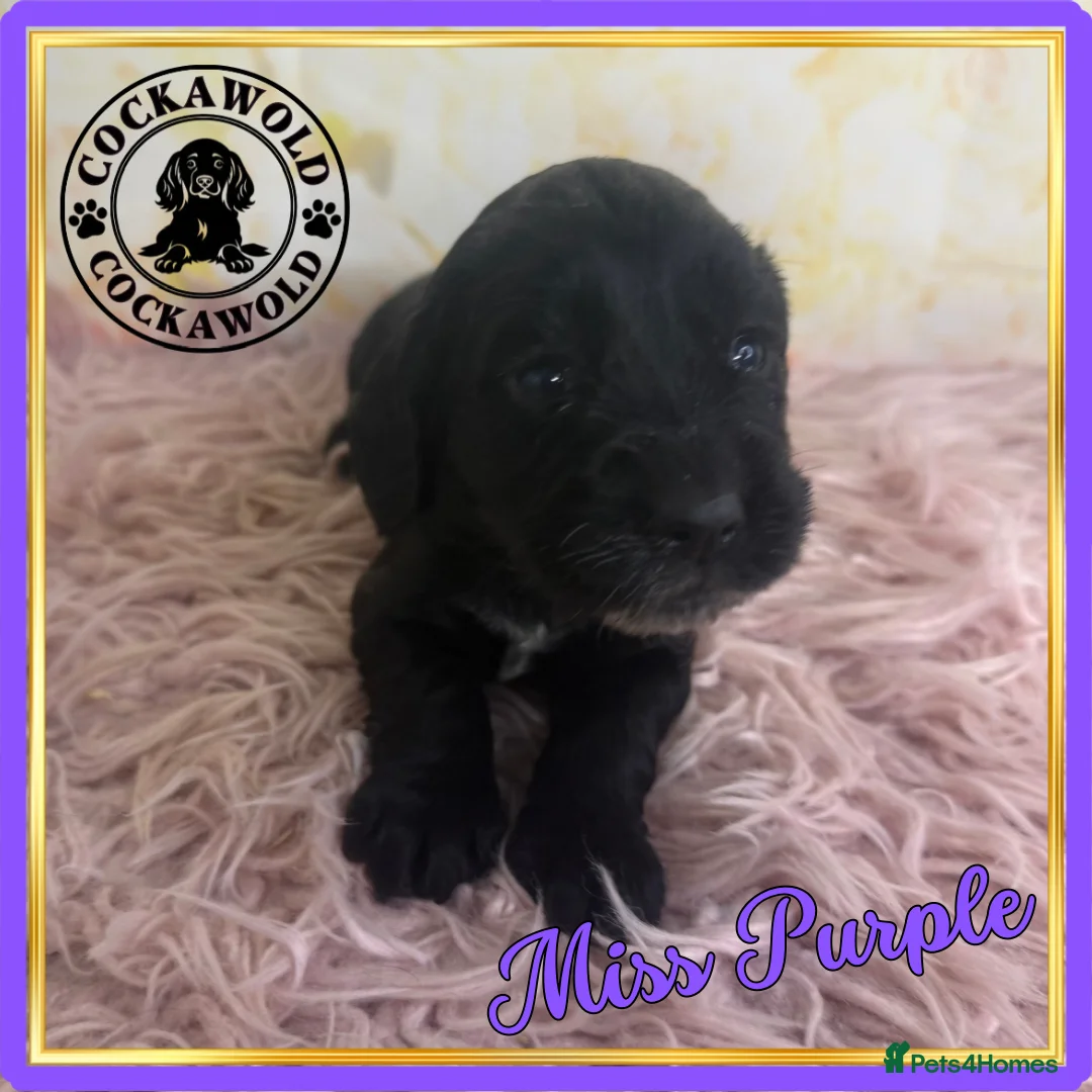 Cocker Spaniel dogs for sale: 🖤 Quality Black RKC Cockers 🖤 Ready Mid March 🖤 - Advert 25