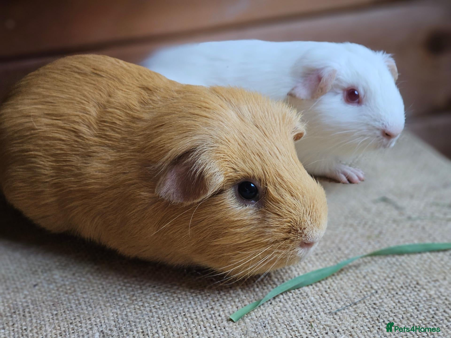 Guinea Pig rodents Various bonded pairs of boy guinea pigs - Advert 14
