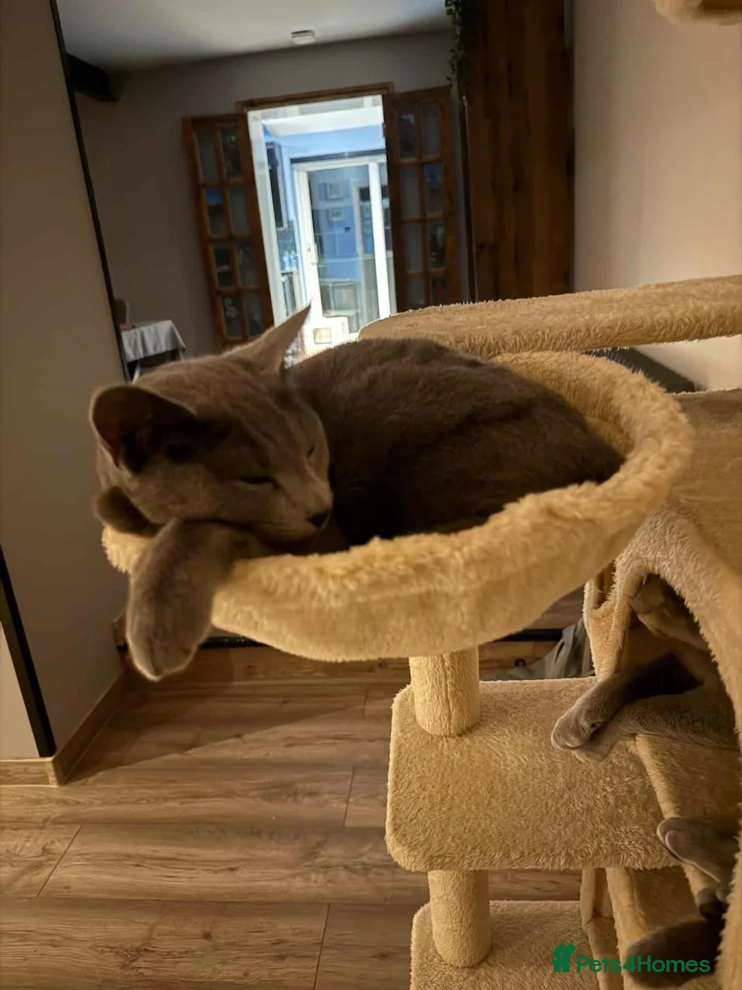Russian Blue cats for sale: Russian Blue kittens (10 month sisters) - Advert 4