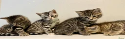 Bengal cats for sale: 4 bengal mix kittens  in London - Advert 9