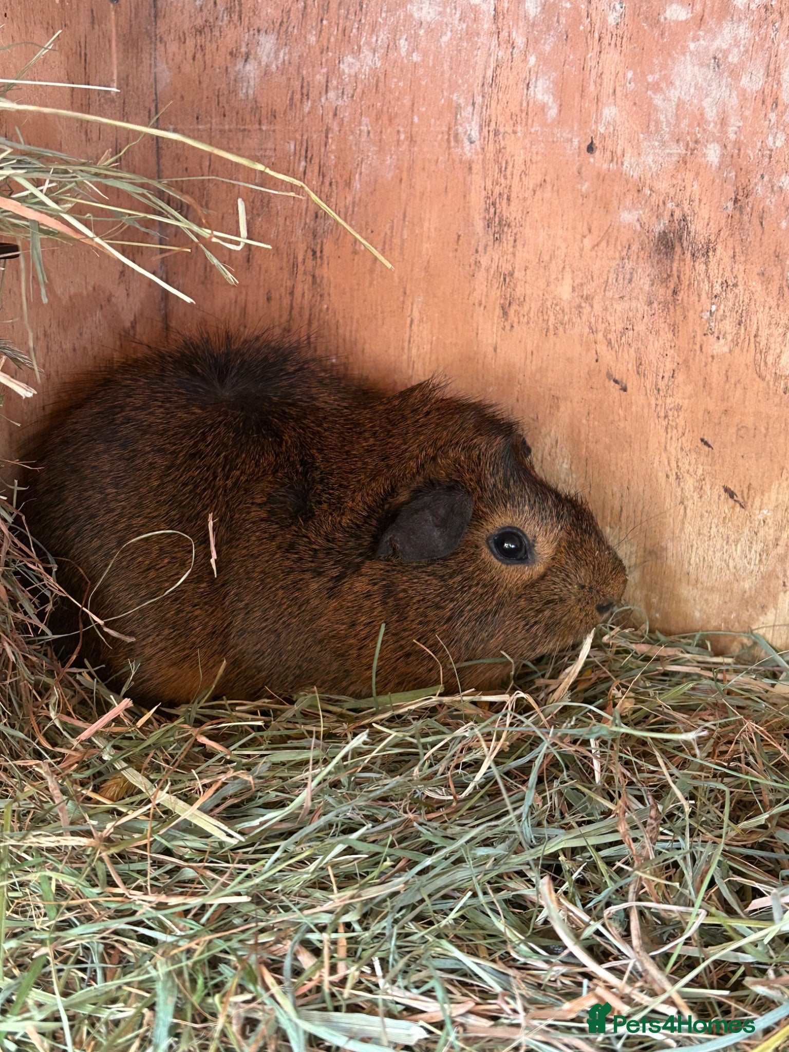 Guinea Pig rodents Boy baby guinea pigs for sale - Advert 21