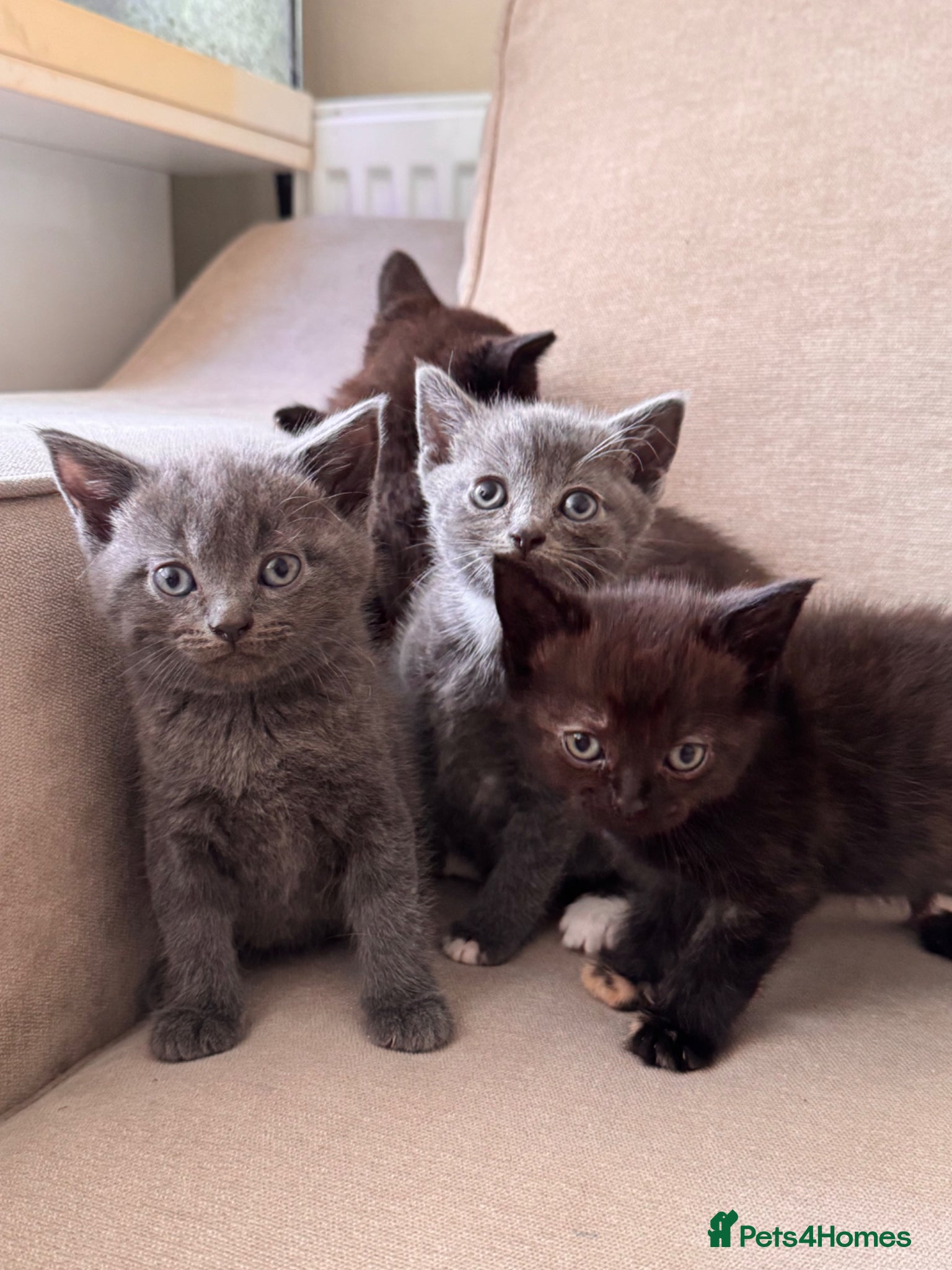 British Shorthair cats ✨ beautiful BRITISH SHORT HAIR kittens ✨ - Advert 16