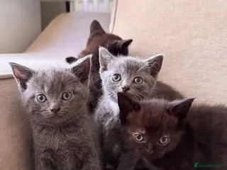 British Shorthair cats ✨ beautiful BRITISH SHORT HAIR kittens ✨ - Advert 16